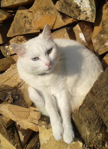 Katze Brennholz